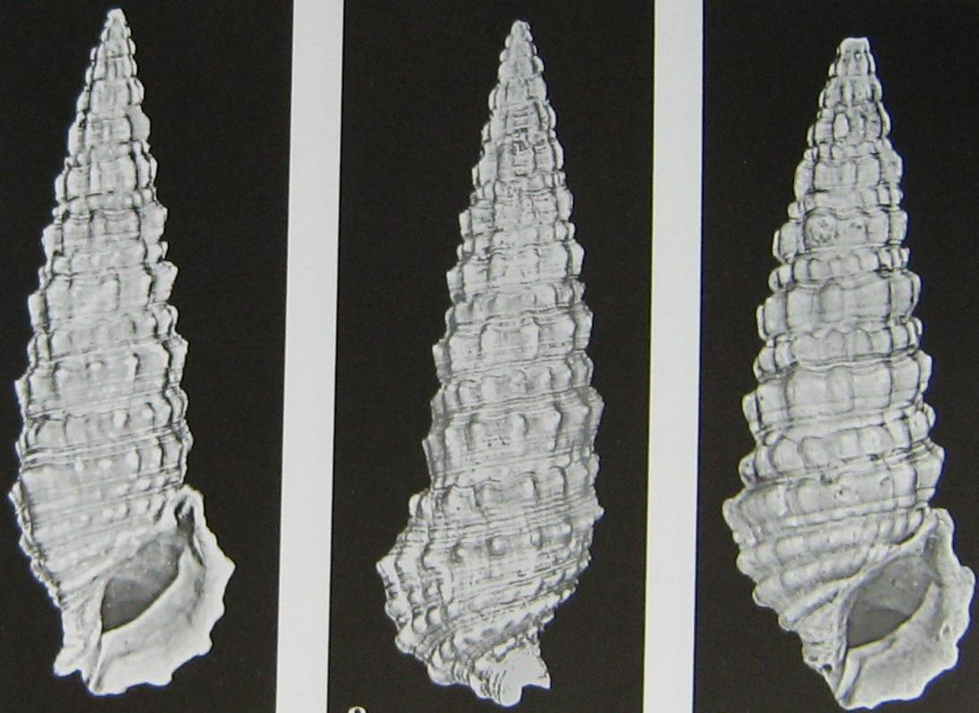 Cerithium vulgatum (Bruguiere, 1792) - Pliocene - Biellese